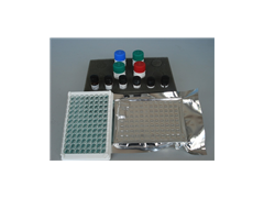 大鼠酸性铁蛋白(AIF)Elisa试剂盒厂家_供应产品_上海素尔生物科技
